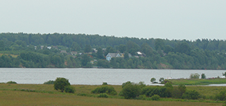 Васильки